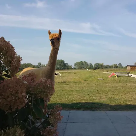 Holiday park Tiny House Wolne Emocje